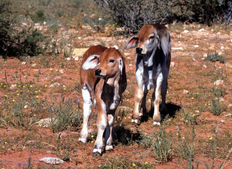 Brahman calves royalty free stock image