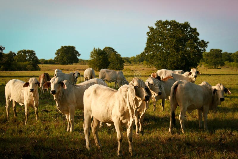 Gray Brahman cattle grazing on a ranch in Texas. Brahman stock images, royalty-free photos and pictures