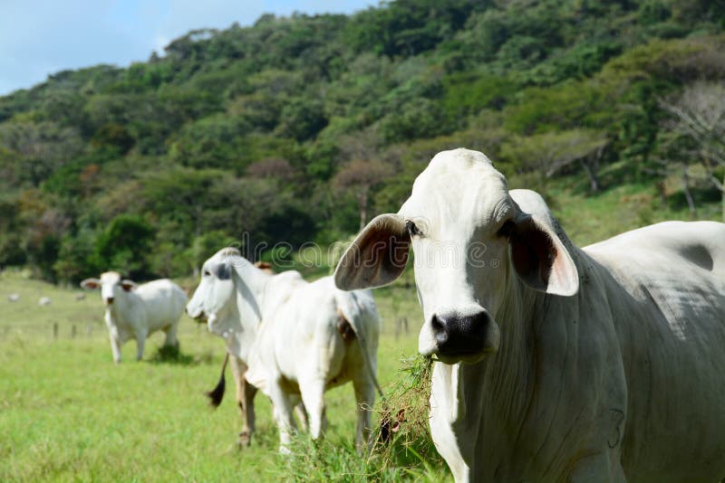 Beautiful Brahman cow eating grass in a field. Brahman stock images, royalty-free photos and pictures