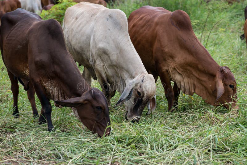 3 Brahman cow at a cattle farm or ranch. 3 Brahman cow at a cattle farm or ranch