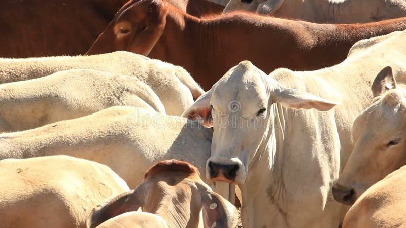 Brahman- Mastvieh-Kuhlandwirtschaftslandwirtschaft