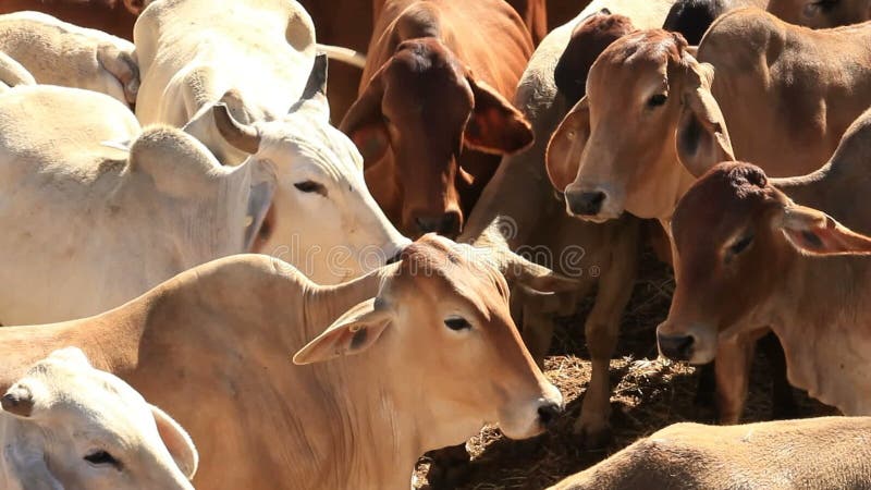 Brahman- Mastvieh-Kühe in den Verkaufs-Yard-Stiften