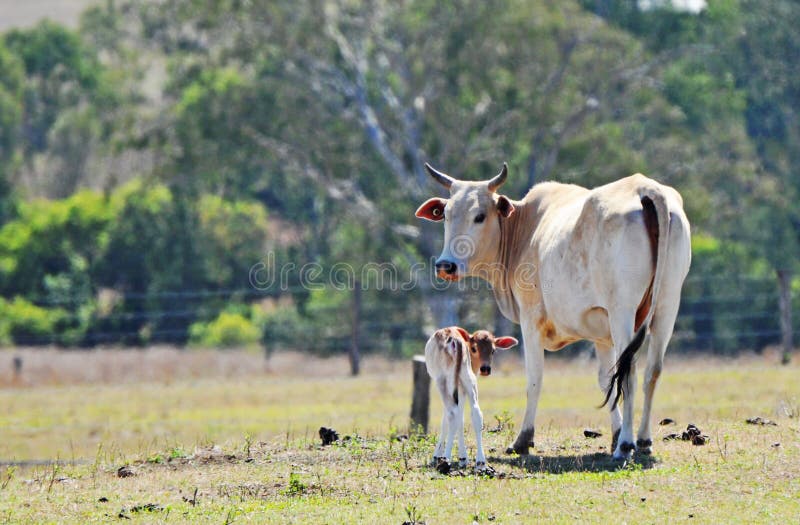 Brahman mother cow with newborn baby calf