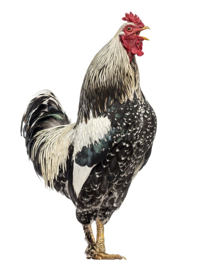 Side view of a Brahma rooster, isolated on white. Side view of a Brahma rooster, isolated on white