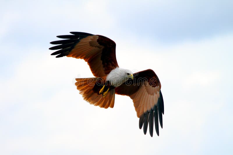 A brahminy kite in flight