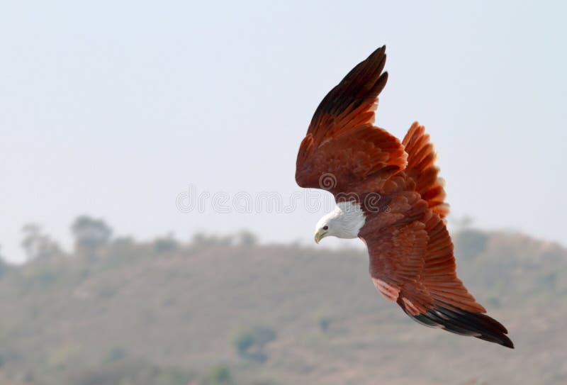 Brahminy Kite, in mid dive