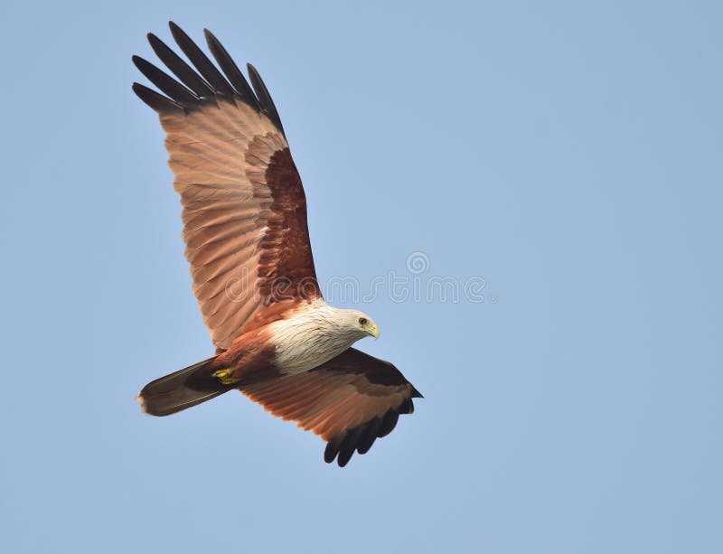 brahminy kite wings brahminy kite wings