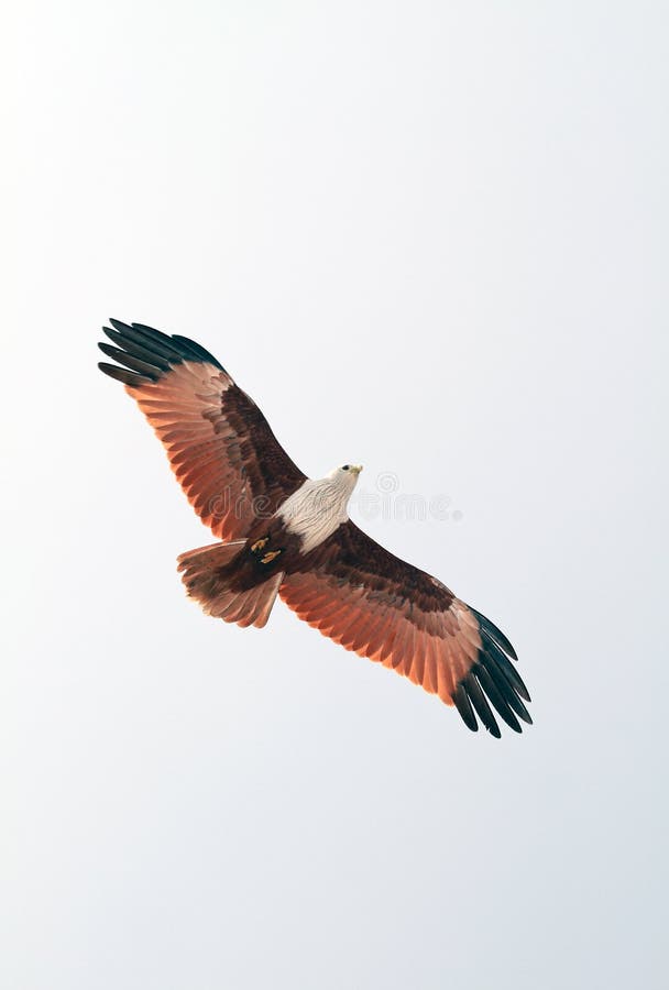 Brahminy Kite soaring