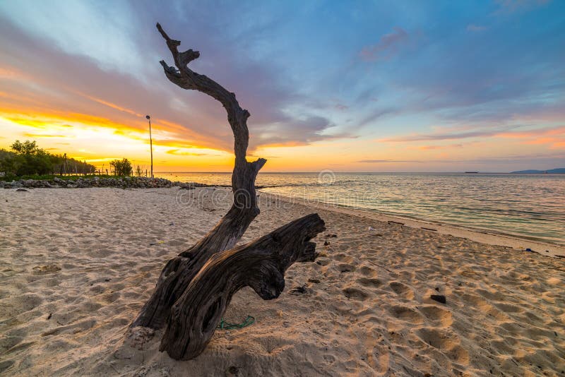 Braided tree on beach at sunset