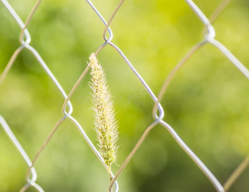 Braided Wire Fence on Concrete Pillars. Stock Photo Image of barbed