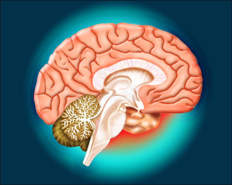 Il cervello umano parti in blu, il colore di sfondo generate al computer.