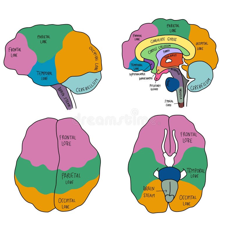 Colourful Human Brain Anatomy Diagram Illustration Stock Vector
