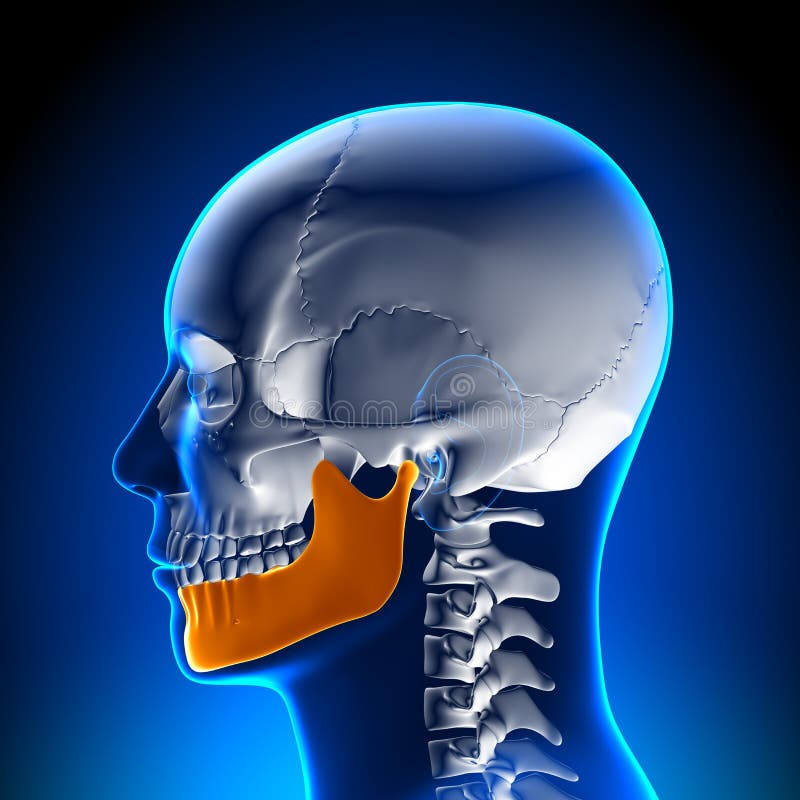 Brain Anatomy - Mandible