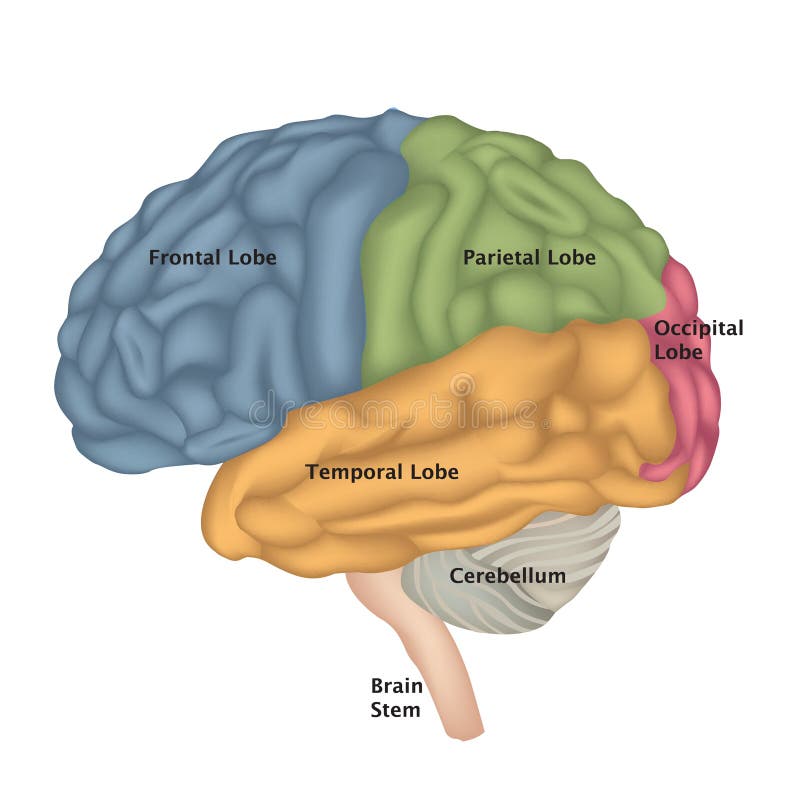 Brain Anatomy Opinião da lateral do cérebro humano O isolado ilustração ilustração royalty free Brain Anatomy Opinião da lateral do cérebro humano O isolado ilustração ilustração royalty free