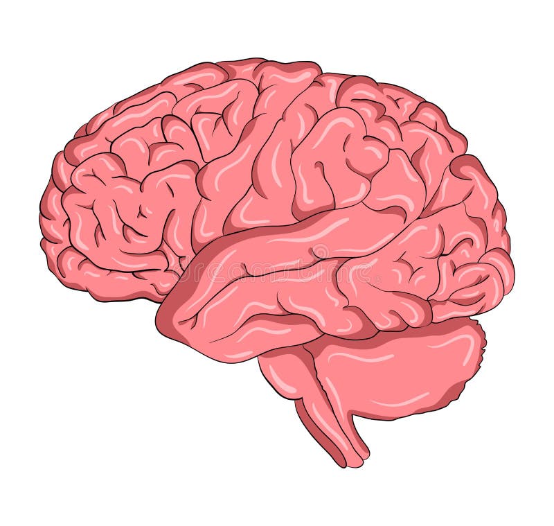 Brain Cartoon Vector Symbol Icon Design. Beautiful Illustration Stock