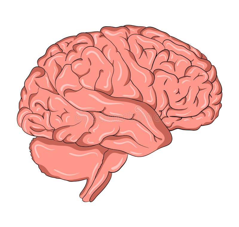 Brain Cartoon Vector Symbol Icon Design. Beautiful Illustration Stock