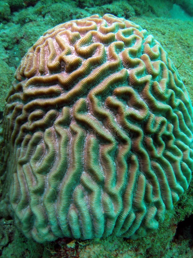33+ Knobby brain coral Free Stock Photos StockFreeImages