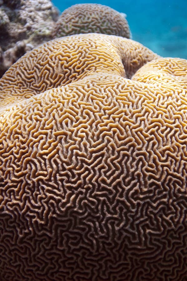 Brain coral stock photo. Image of brain, sinai, plant 9265296