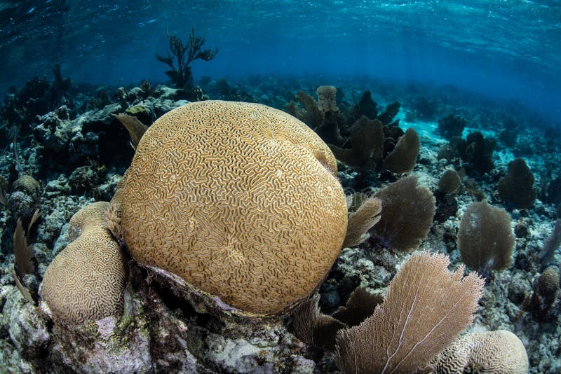 Brain Coral in Caraïbische Zee stock foto's Brain Coral in Caraïbische Zee stock foto's