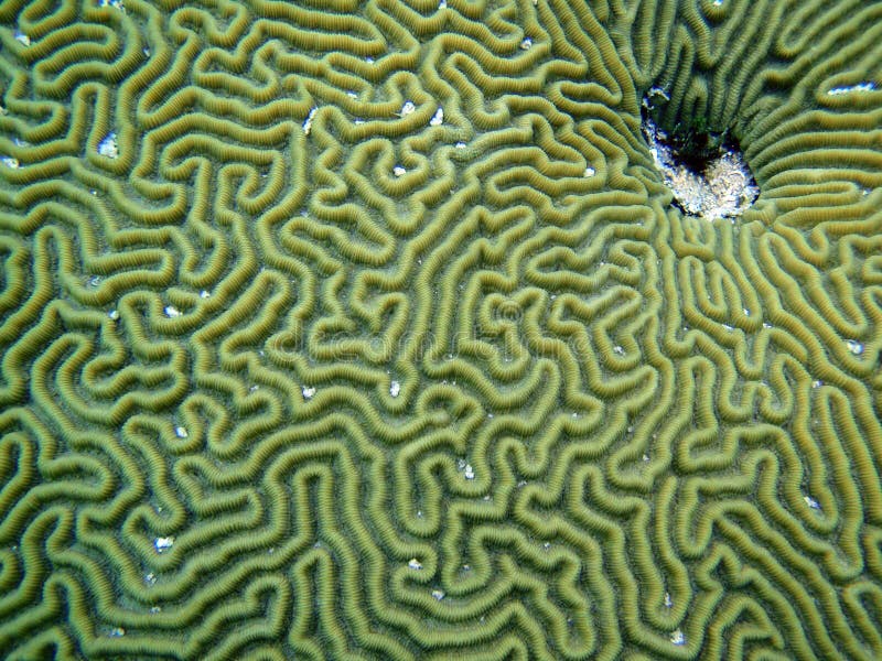 Brain coral detail stock image. Image of algae, cerebro 15283363
