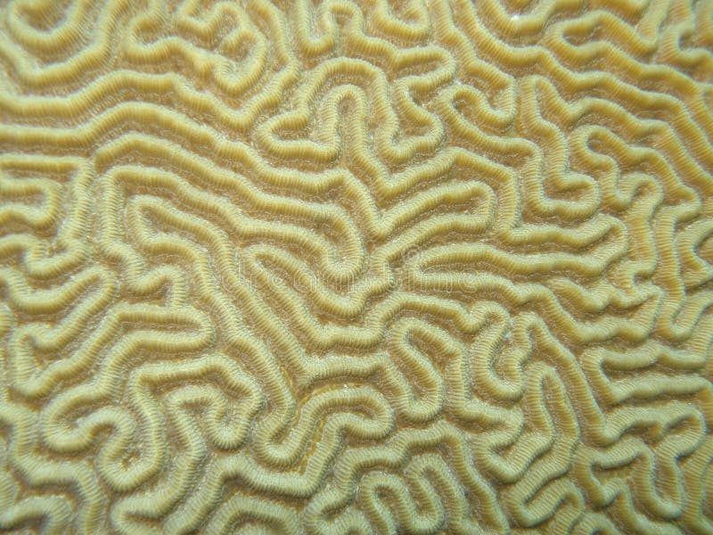 Brain coral detail VII