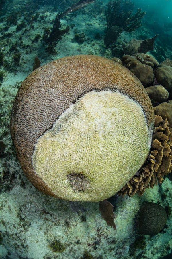 Brain Coral Dying van Ziekte in de Caraïben stock fotografie Brain Coral Dying van Ziekte in de Caraïben stock fotografie
