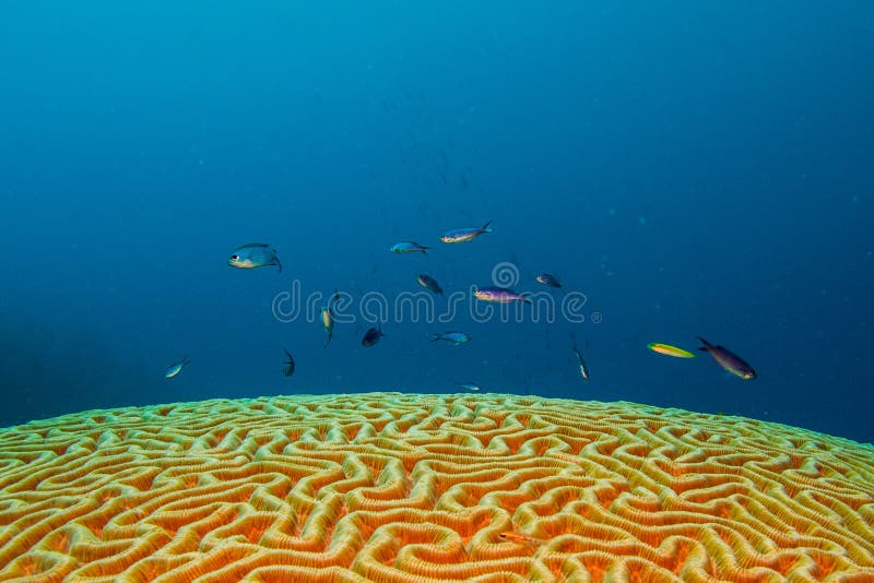 Brain coral