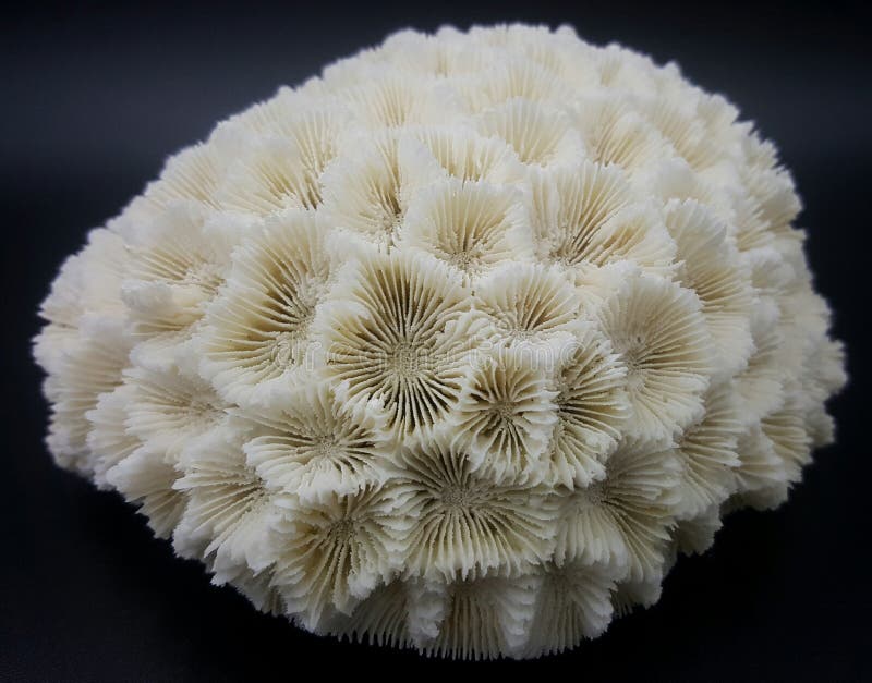 Brain Coral Skeleton royalty free stock photos