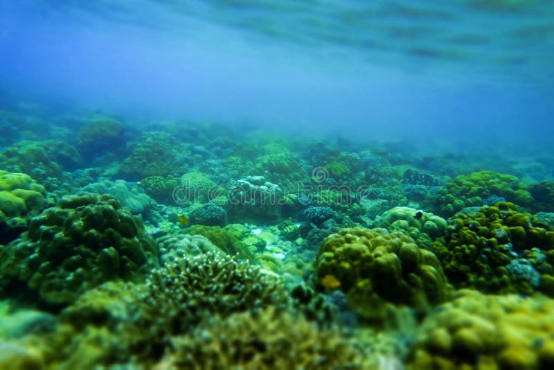 Brain coral under the sea in the cockburn  island of Myanmar