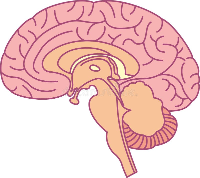 Головной мозг человека рисунок. Эпифиз картинка на прозрачном фоне. Надпочечники картинка без фона. Как изображают мозг ученые.