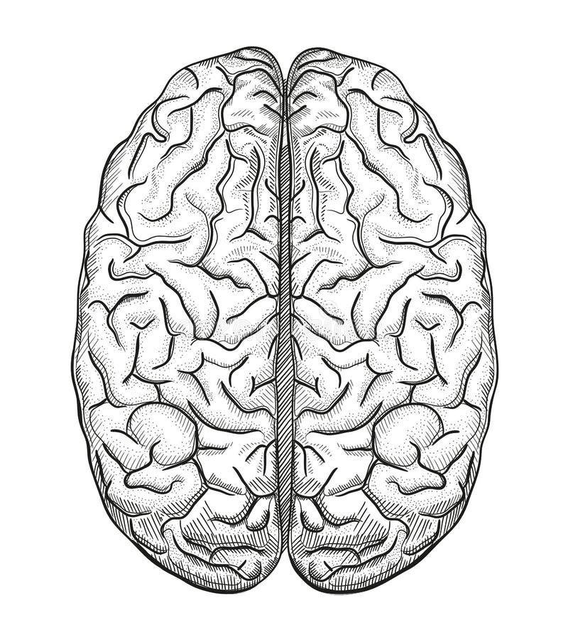Brain a stock vector. Illustration of brain, think, ideas - 50187994