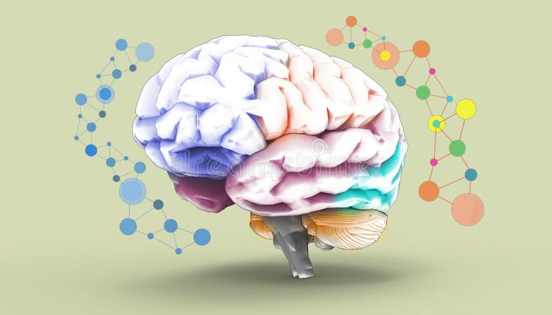 Brain left and right functions Sketch concept with social and business royalty free illustration Brain left and right functions Sketch concept with social and business royalty free illustration