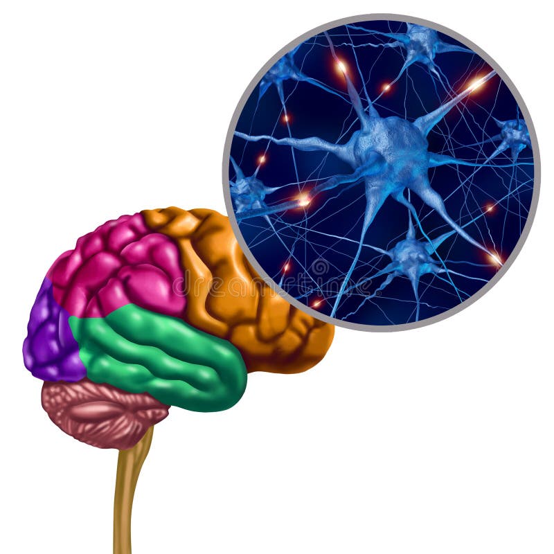 Brain Lobe Active Neurons vector illustration