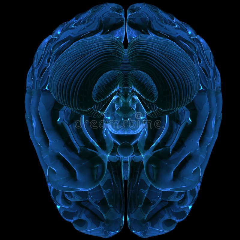 Brain rendered in 3D royalty free illustration