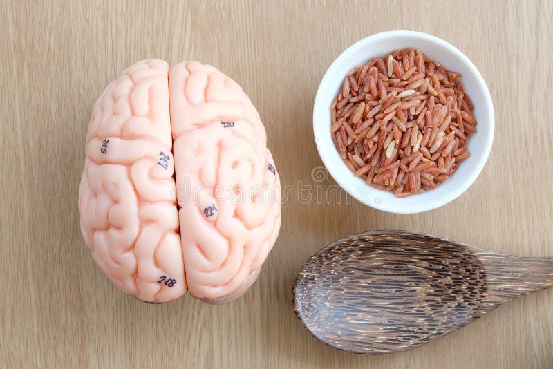 Brain and rice stock image. Image of crop, healthy, lobe 53365381