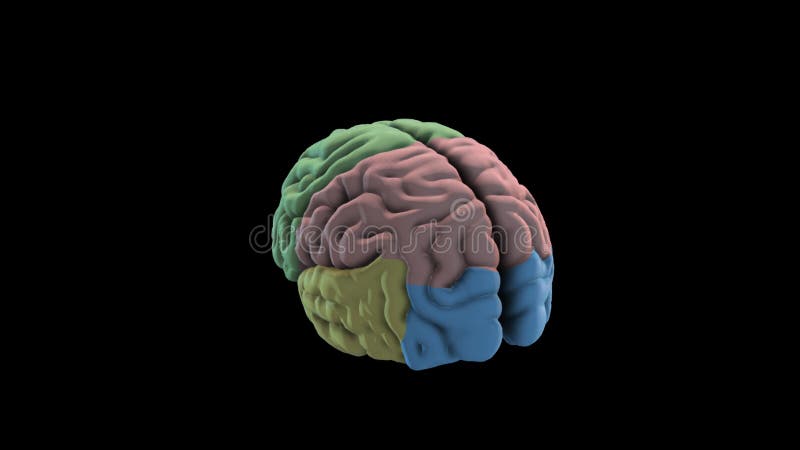 Brain Medical Animation Stock Illustrations – 293 Brain Medical Animation Stock Illustrations, Vectors & Clipart - Dreamstime Brain Medical Animation Stock Illustrations – 293 Brain Medical Animation Stock Illustrations, Vectors & Clipart - Dreamstime