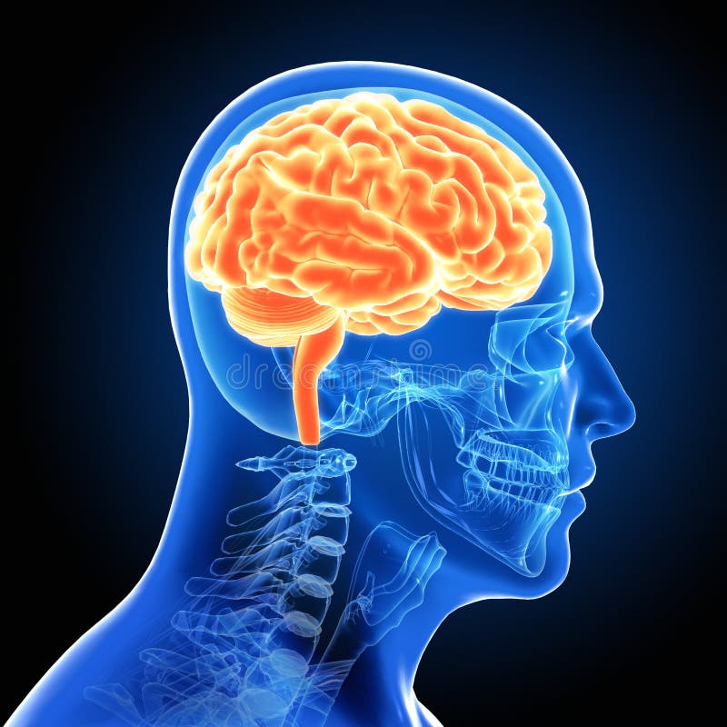 Brain Scan masculin humain illustration libre de droits Brain Scan masculin humain illustration libre de droits