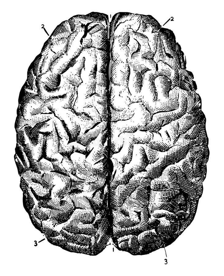 Мозг гравюра. Brain engraving. Мозг гравировка. Два полушария чб.