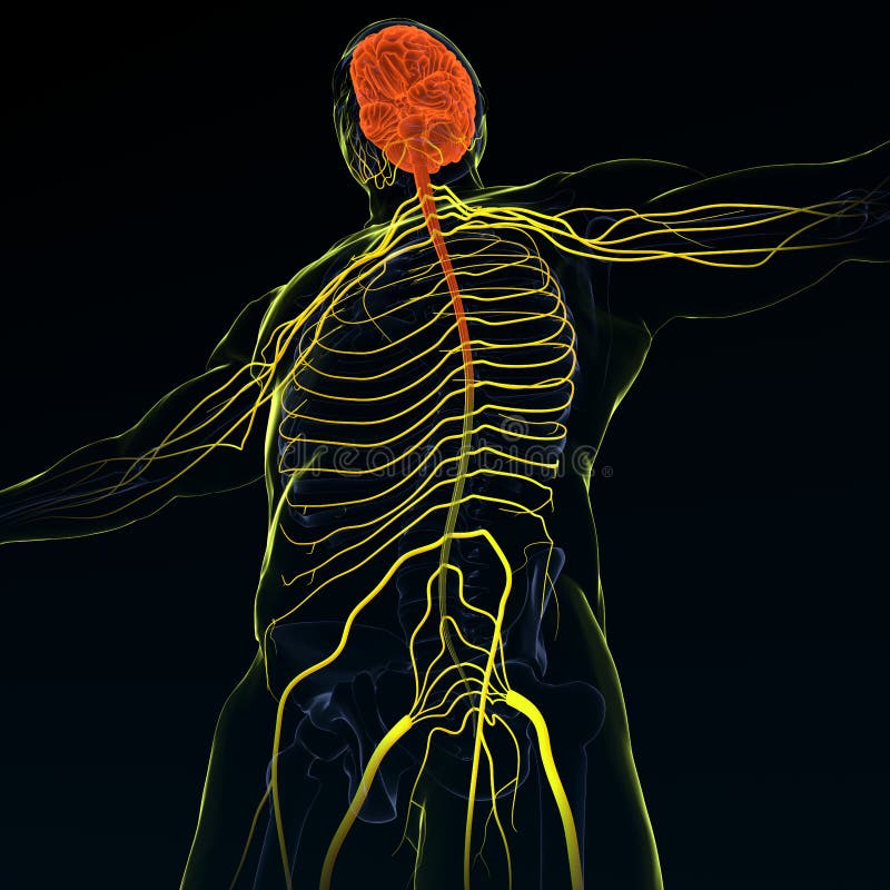 3d Illustration Brain with Nervous System Stock Illustration - Illustration  of render, body: 176892126