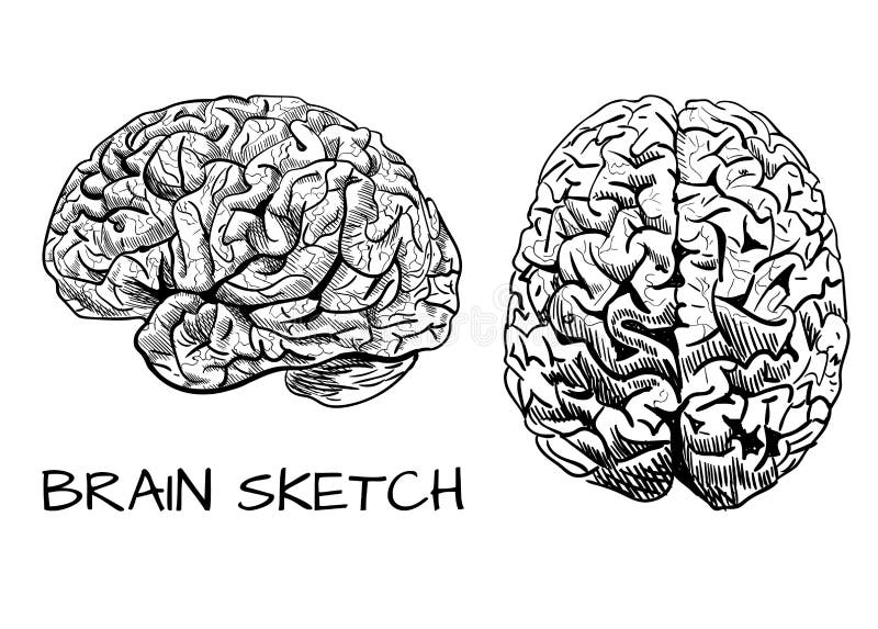 Line Drawing Brain : Brain sketch vector colored hand drawn human line