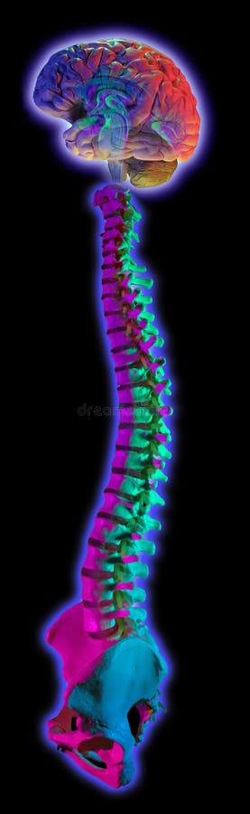 Hombre cerebro a columna vertebral sobre un fondo negro.