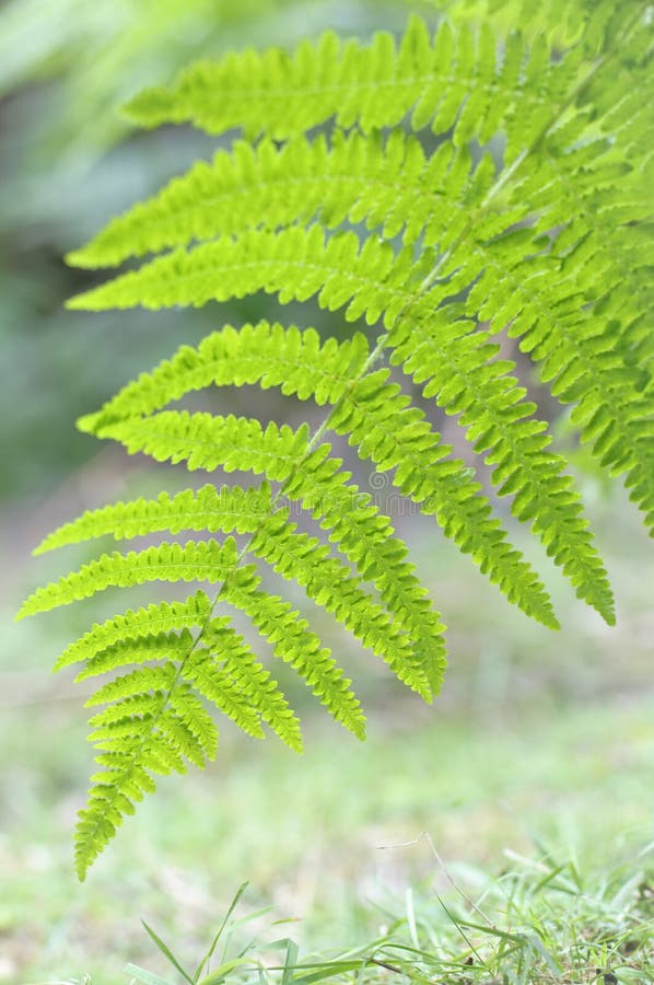 Brake Fern leaf stock photo. Image of close, forest, leaves 19958886