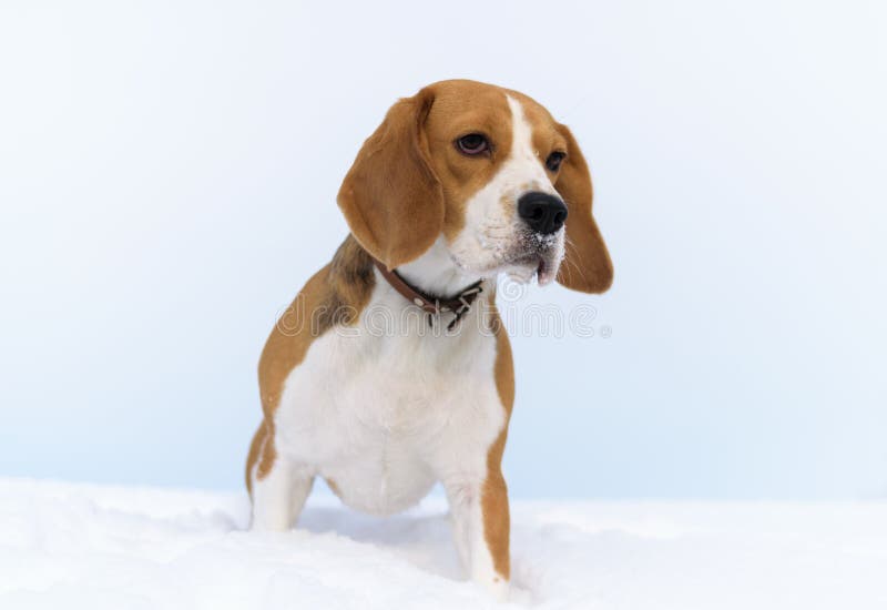 Brakhond die in de sneeuw lopen stock afbeelding Brakhond die in de sneeuw lopen stock afbeelding