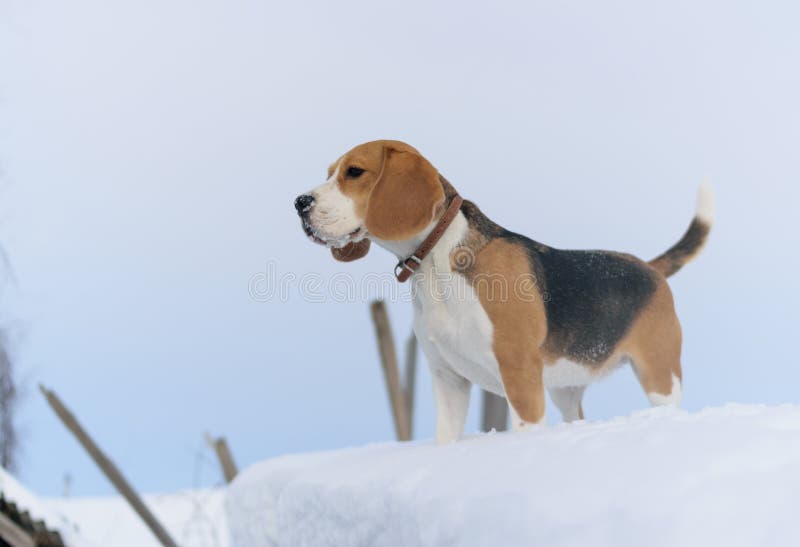Brakhond die in de sneeuw lopen stock afbeeldingen Brakhond die in de sneeuw lopen stock afbeeldingen