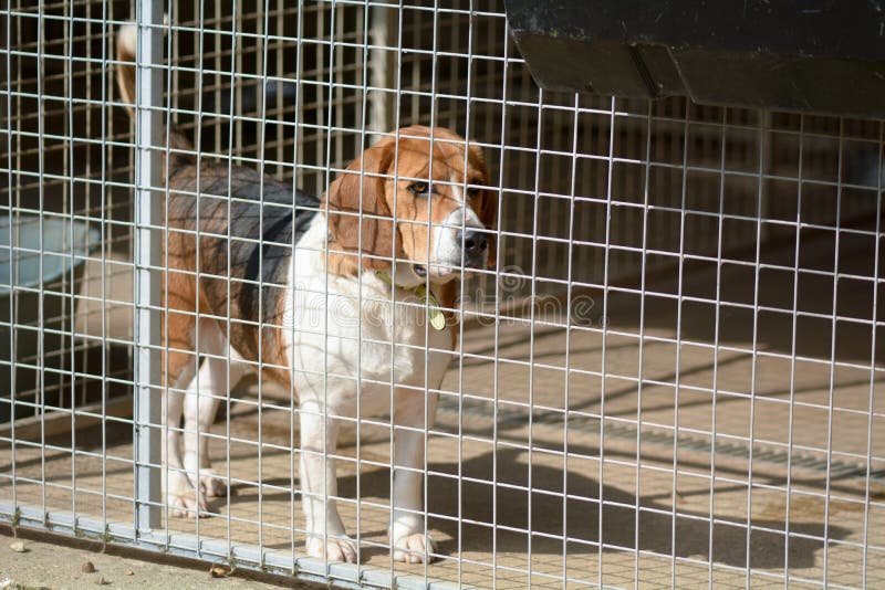 Brakhond in zijn kennel in een centrum van de hondredding stock afbeeldingen Brakhond in zijn kennel in een centrum van de hondredding stock afbeeldingen
