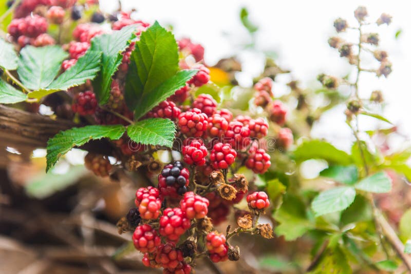 Bramble or brambleberry stock image. Image of tangled - 128721473