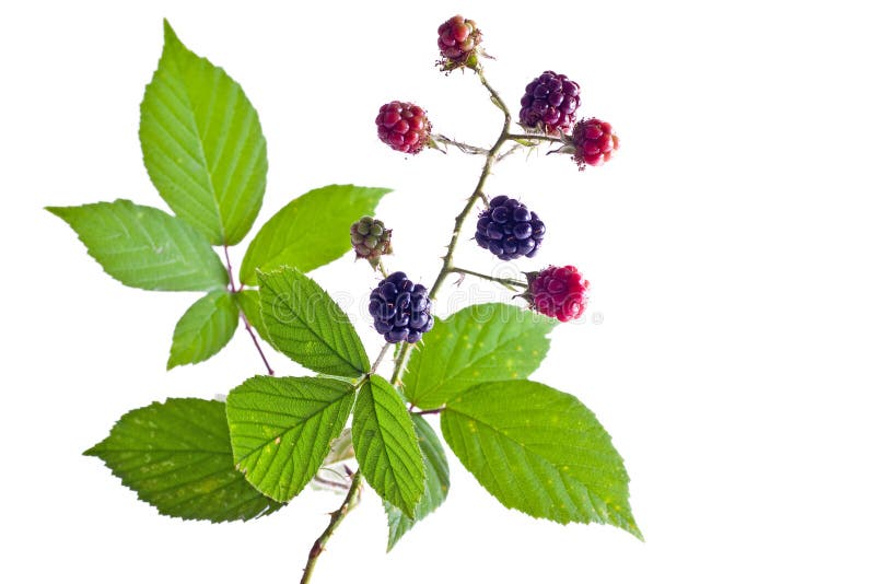 Brambleberry foliage stock photo. Image of luscious, mellow