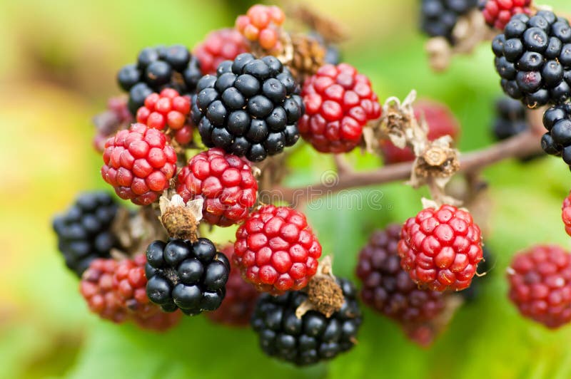 Ripening Brambles Stock Photos Free & RoyaltyFree Stock Photos from