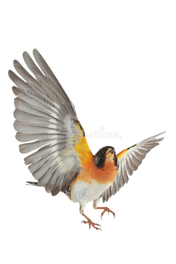 Brambling Fringilla montifringilla royalty free stock photography