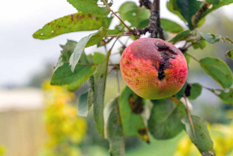 Branca di mela con foro marcio per mela arrossata matura. danni alle colture causati da parassiti o uccelli. fondo naturale autunn